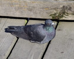 Pigeon perching on the Piper pier
