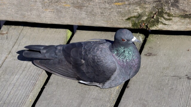 Pigeon perching on the Piper pier Pigeon perching on the Piper pier