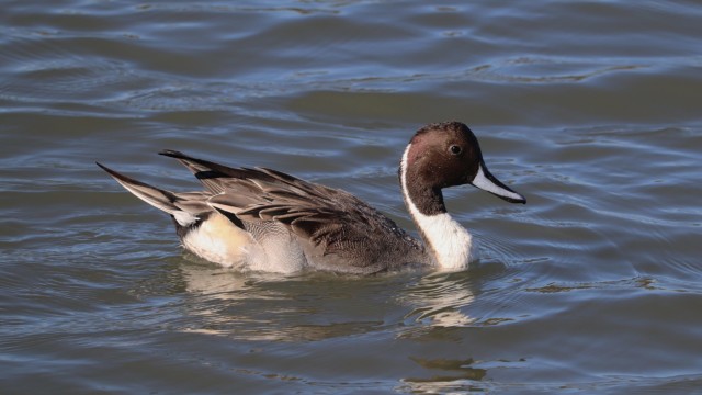 Northern pintail Northern pintail