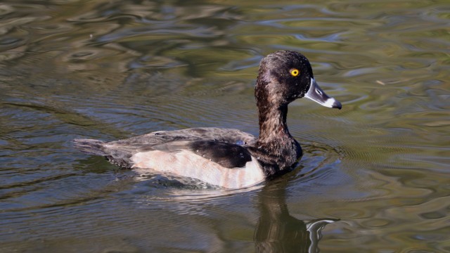 Ring-billed duck--the first sighting of Fall 2023 Ring-billed duck--the first sighting of Fall 2023