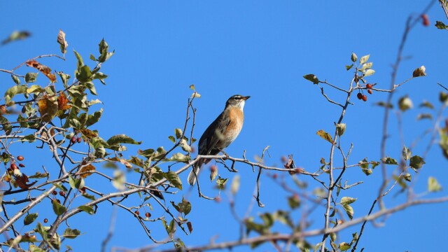 Robin chirping in a tree Robin chirping in a tree