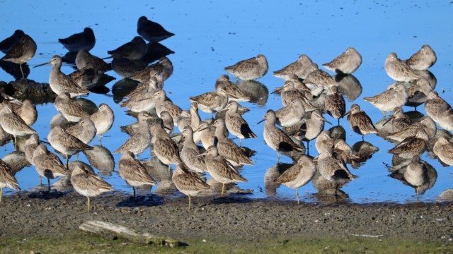 Snoozing greater yellowlegs Snoozing greater yellowlegs