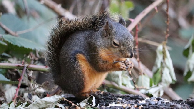 A Douglas squirrel clearly deriving pleasure from the seeds Douglas squirrel: Yeeesss, this is the good stuff