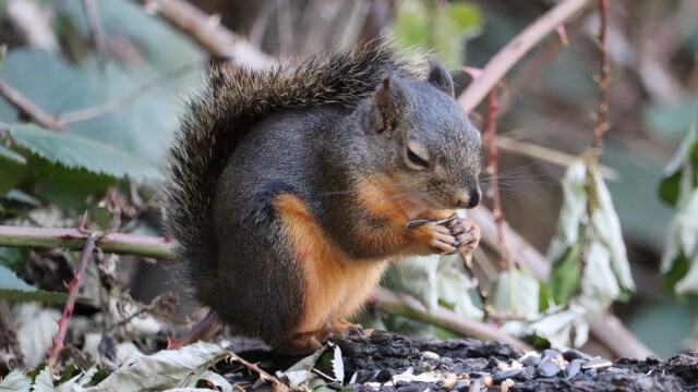 A Douglas squirrel clearly deriving pleasure from the seeds Douglas squirrel: Yeeesss, this is the good stuff