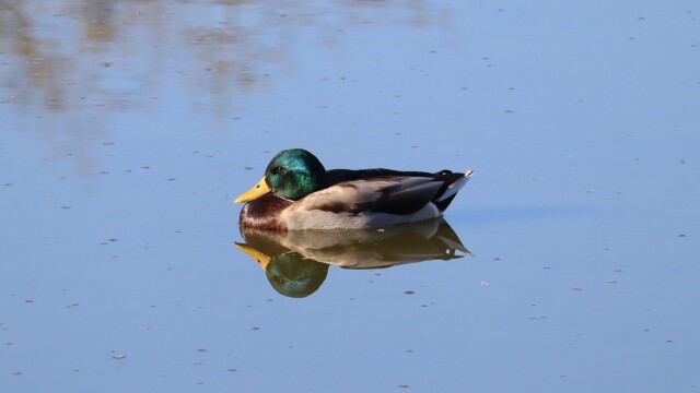 A mallard gliding slowly across a still pond A mallard gliding slowly across a still pond