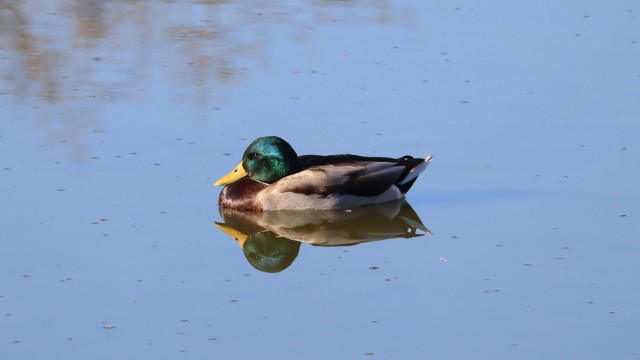 A mallard gliding slowly across a still pond A mallard gliding slowly across a still pond
