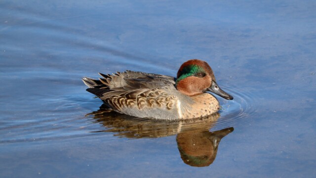 Green-winged teal drifting past the pier Green-winged teal drifting past the pier