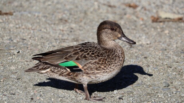 Green-winged teal basking in the afternoon sun Green-winged teal basking in the afternoon sun