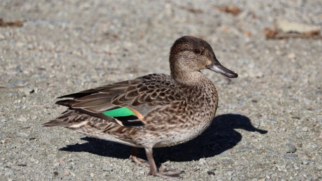 Green-winged teal basking in the afternoon sun Green-winged teal basking in the afternoon sun