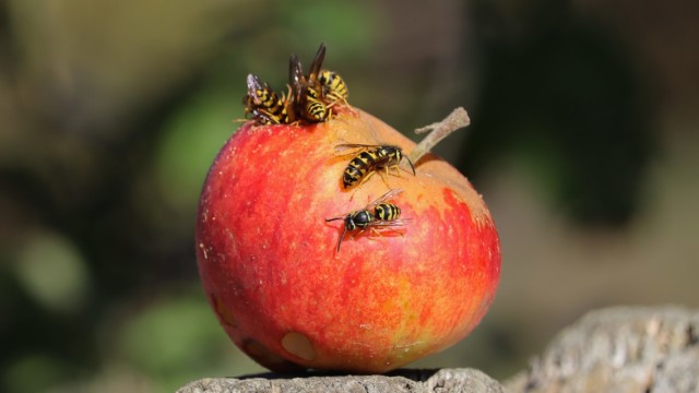 Check your apples before eating! Check your apples before eating!