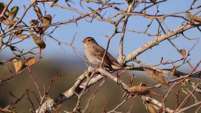 White-crowned sparrow in autumnal repose White-crowned sparrow in autumnal repose