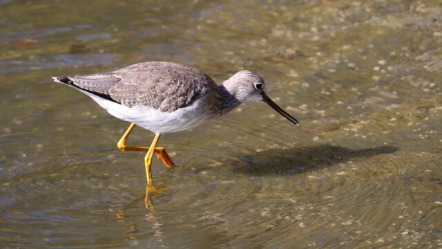 A greater yellowlegs looking for food in one of the inner ponds A greater yellowlegs looking for food in one of the inner ponds