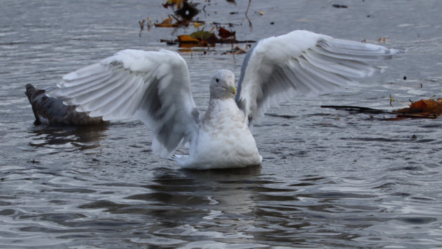 Seagull preparing for a nice bath Seagull preparing for a nice bath