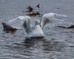 Seagull preparing for a nice bath