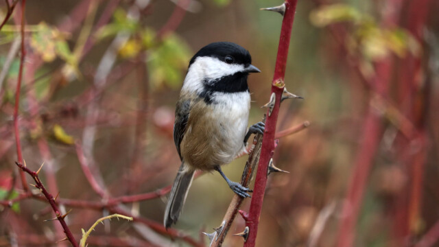 Chickadee against fall colours Chickadee against fall colours