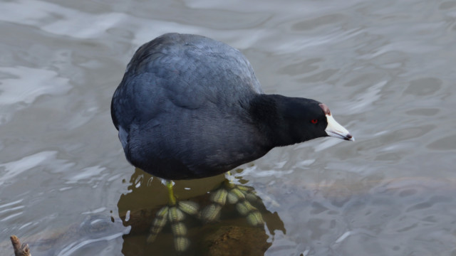 American coot, plus Those Feet. American coot, plus Those Feet.