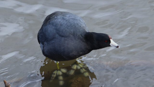 American coot, plus Those Feet. American coot, plus Those Feet.