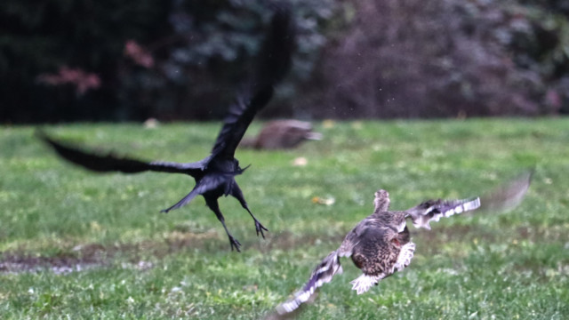 This crow unexpectedly took off, prompting a duck to do the same. Blurry because ACTION. This crow unexpectedly took off, prompting a duck to do the same. Blurry because ACTION.