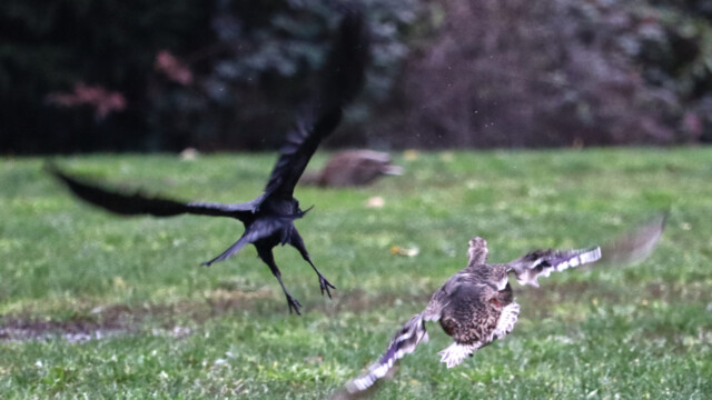 This crow unexpectedly took off, prompting a duck to do the same. Blurry because ACTION. This crow unexpectedly took off, prompting a duck to do the same. Blurry because ACTION.