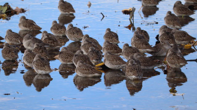 Dowitchers snoozing Dowitchers snoozing