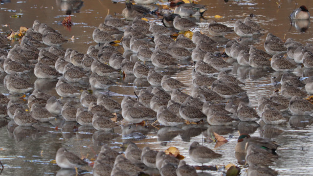 Snorebirds Snorebirds