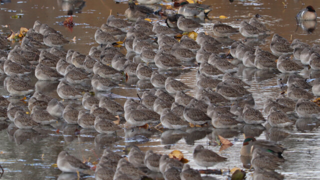Snorebirds Snorebirds