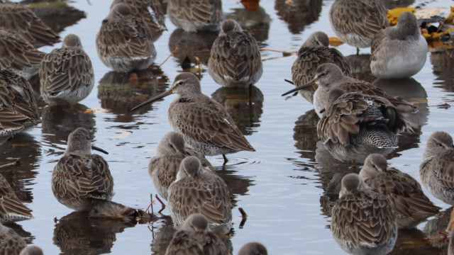 A few long-billed dowitchers starting to stir A few long-billed dowitchers starting to stir
