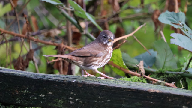 Fox sparrow on the fence Fox sparrow on the fence