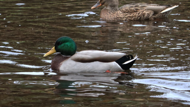 Male mallard gliding on the river Male mallard gliding on the river