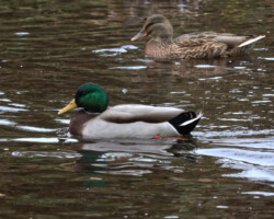 Male mallard gliding on the river