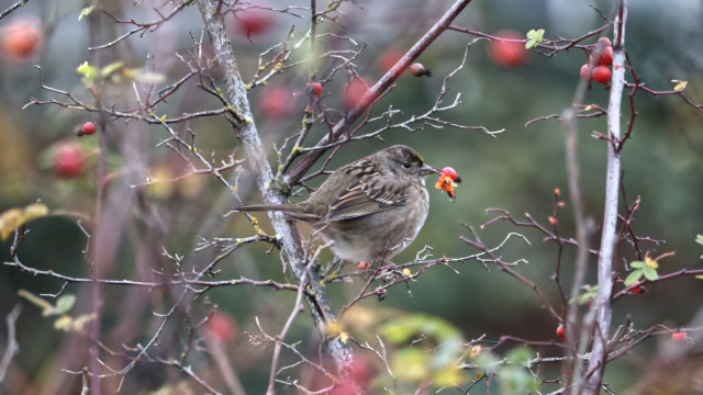 Golden-crowned sparrow going full birb Golden-crowned sparrow going full birb