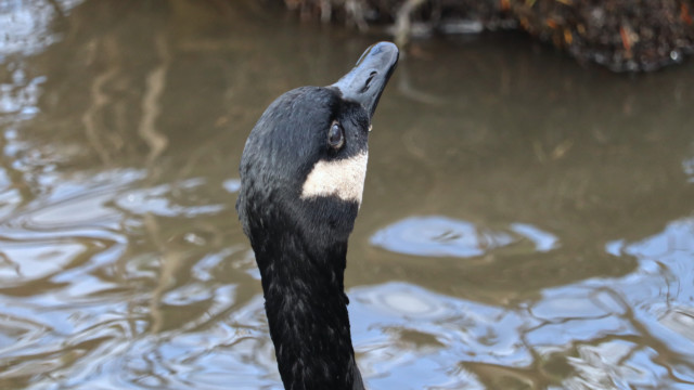 Canada goose searching for answers Canada goose searching for answers