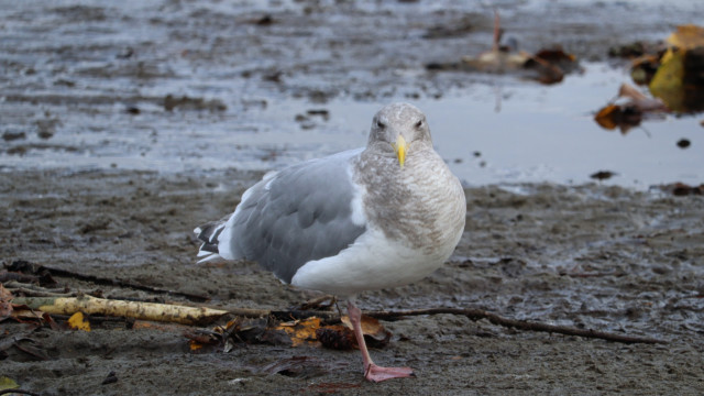 Gull demonstrating the fine art of, "What are you looking at?" Gull demonstrating the fine art of, "What are you looking at?"