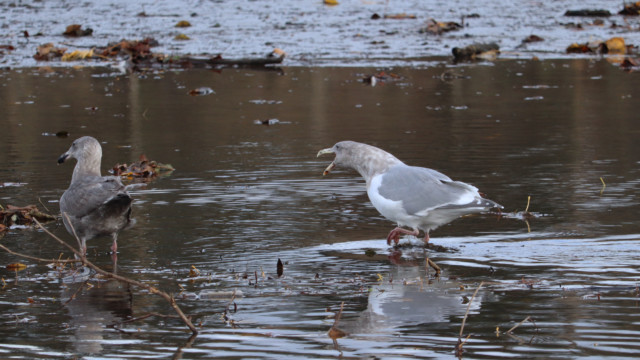 Gull strutting and crying while other gull is indifferent Gull strutting and crying while other gull is indifferent