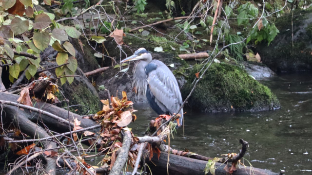 Great blue heron on the Brunette River Great blue heron on the Brunette River