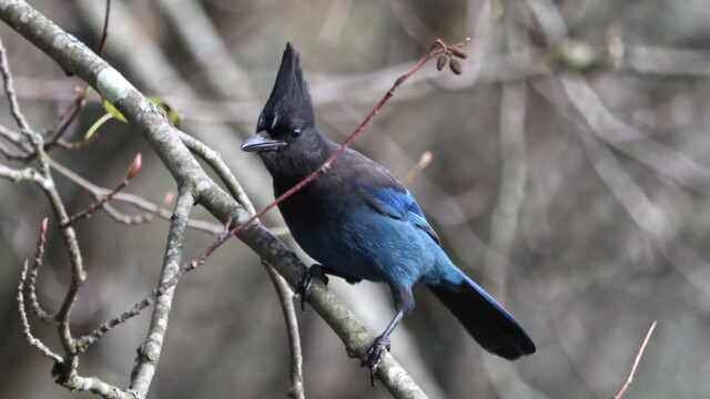 Steller's jay perched on a branch Steller's jay perched on a branch