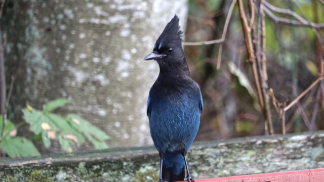 Steller's jay poised on a bench Steller's jay poised on a bench