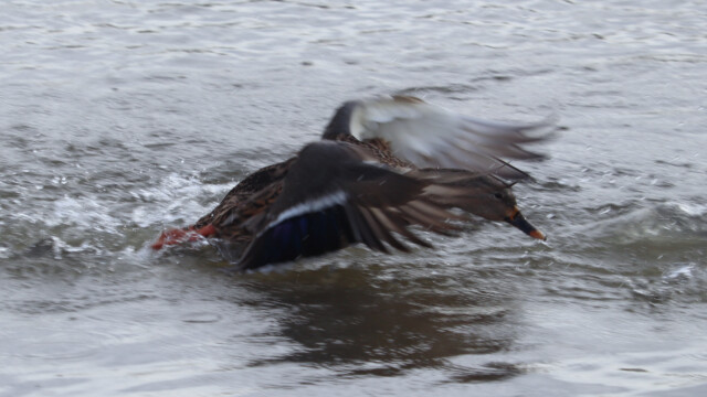 Mallard action shot. I had to look at this for a while before seeing the head. Mallard action shot. I had to look at this for a while before seeing the head.