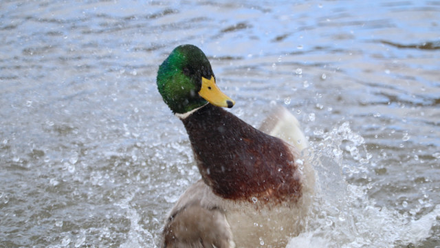 Mallard having a deluxe bath Mallard having a deluxe bath