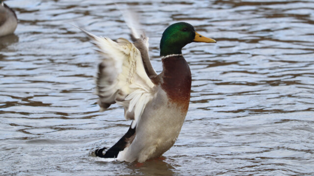 Bathing complete, commence floofing Bathing complete, commence floofing