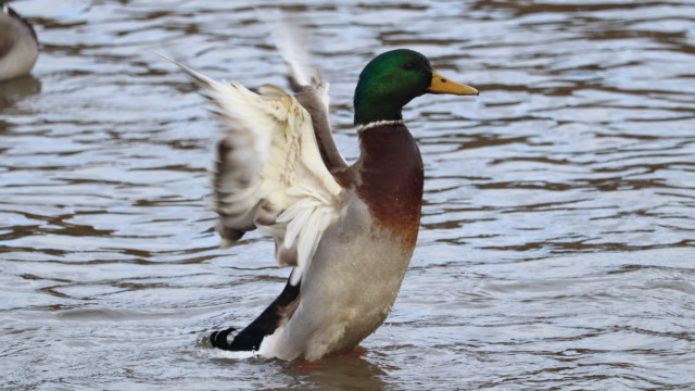 Bathing complete, commence floofing Bathing complete, commence floofing
