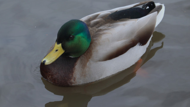 Mallard mulling motionlessly Mallard mulling motionlessly