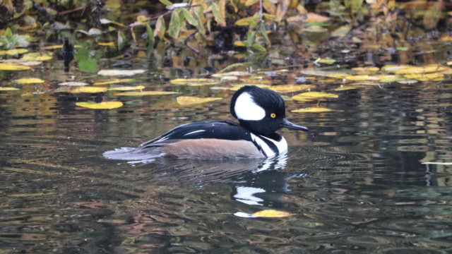 Hooded merganser gliding in a creek Hooded merganser gliding in a creek