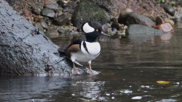 Hooded merganser looking alert Hooded merganser looking alert