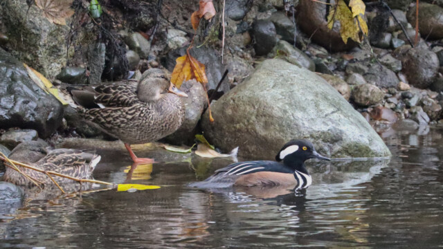 Female mallard and male hooded merganser at the river's edge Female mallard and male hooded merganser at the river's edge