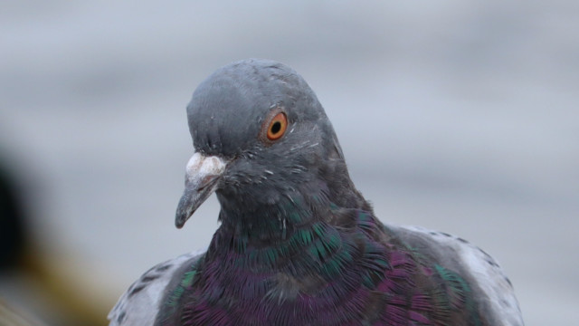 Rock pigeon wondering what's up Rock pigeon wondering what's up