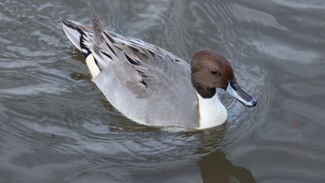 One of a handful of Northern pintails One of a handful of Northern pintails