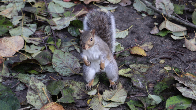 Gray squirrel in a kind of "Come at me bro" pose Gray squirrel in a kind of "Come at me bro" pose