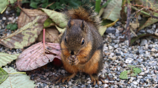 Douglas squirrel doing the cute eating thing Douglas squirrel doing the cute eating thing