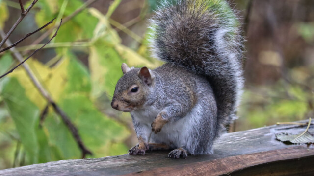 Too many nuts, maybe? Too many nuts, maybe?